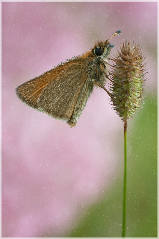 adestroyer - Purple Rain. Wskazane PE. Zdjęcie 133832