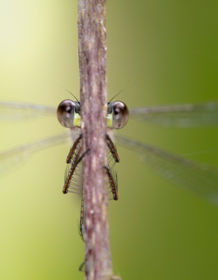 Pałątka. . Zdjęcie 338464