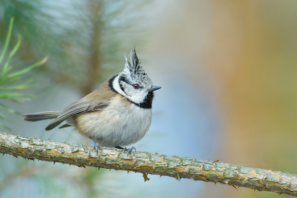 raftik - Czubatka, Crested Tit (Lophophanes cristatus) ... . . Zdjęcie 281524