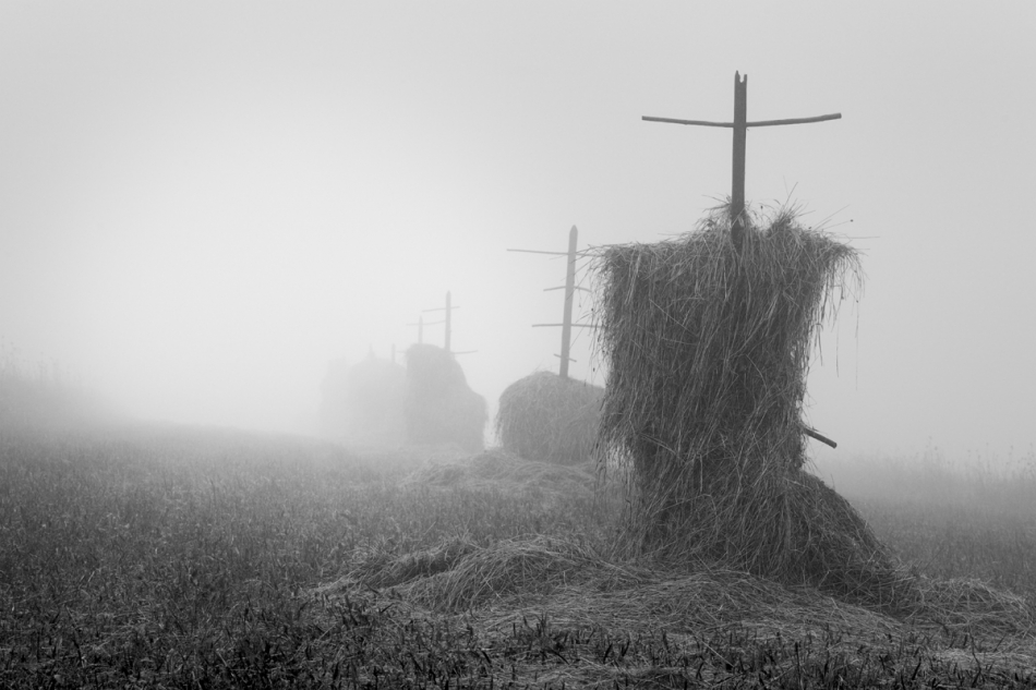 rysiek53 - . . Zdjęcie 213543