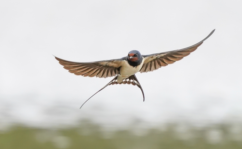 amigamedia - Piękniś.  Dymówka (Hirundo rustica) . Zdjęcie 288683