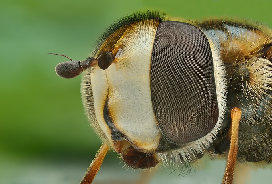 irass - ,bzzzzzzzzzzzz.. . Zdjęcie 36950