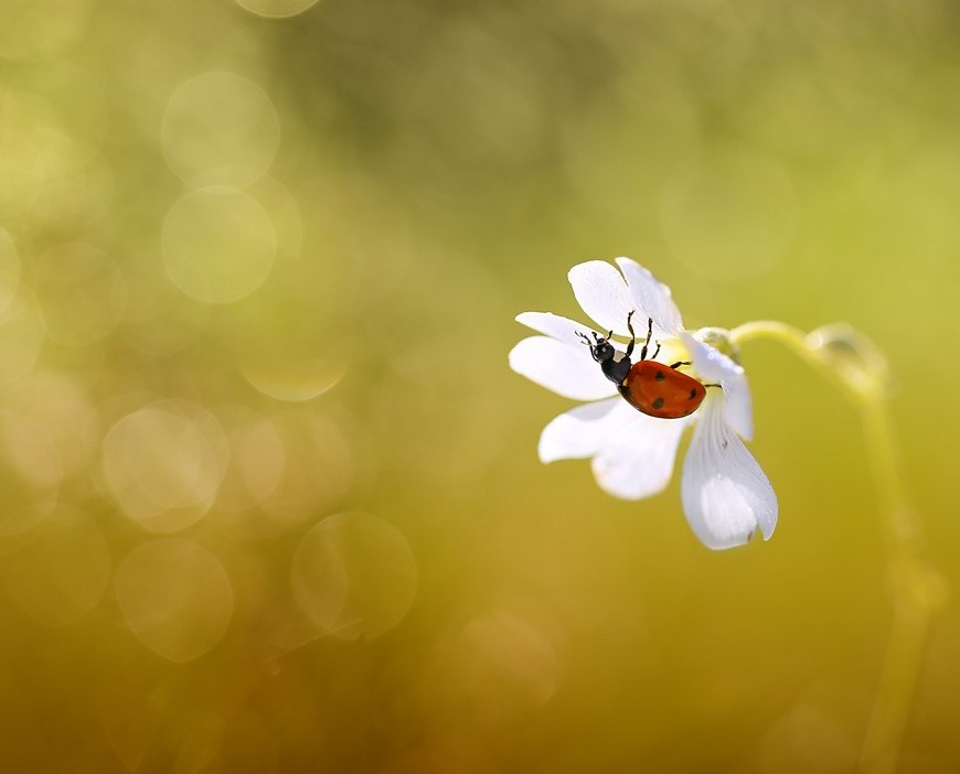 bluejeans - Pod parasolem . . Zdjęcie 93602