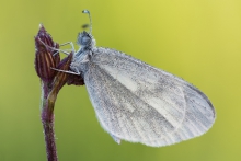 Leptidea 