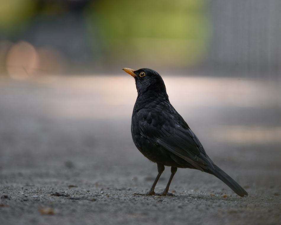 tomasz_z1973 - Kos. . Zdjęcie 334139