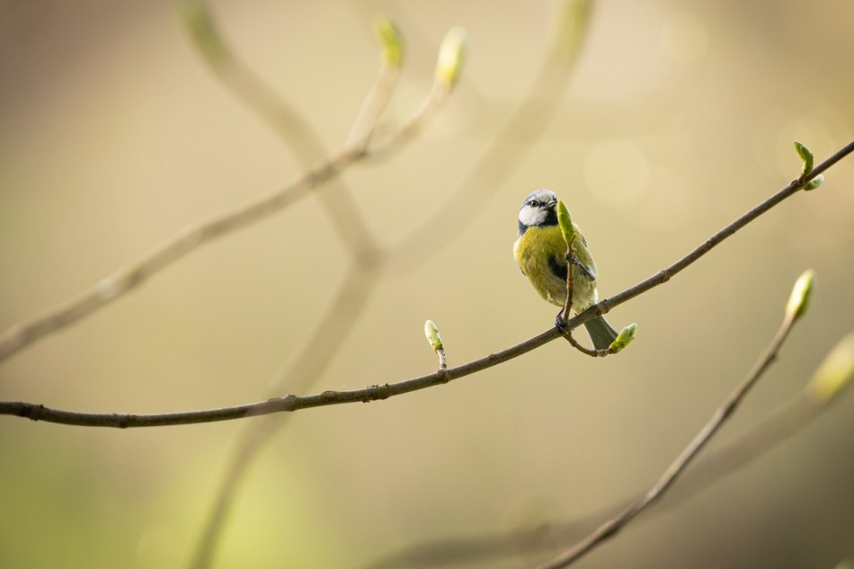 Sikorka przy mikrofonie.             . Zdjęcie 337975