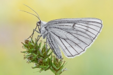 Siona lineata