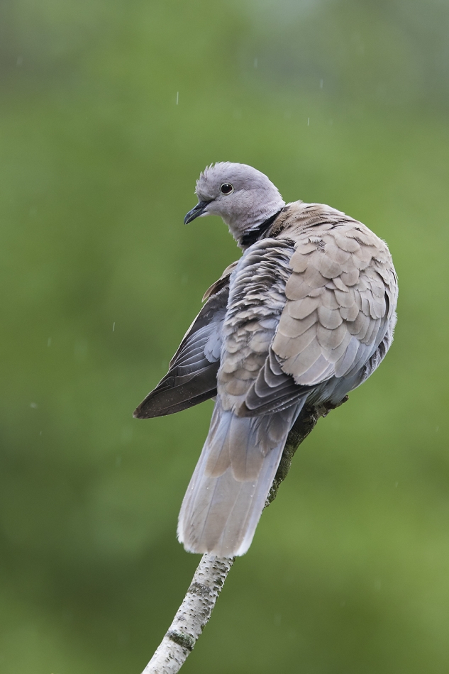 aratta - Sierpówka(Streptopelia decaoct).. . Zdjęcie 326932