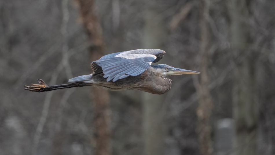 fotosc - . Great Blue Heron. Zdjęcie 313637
