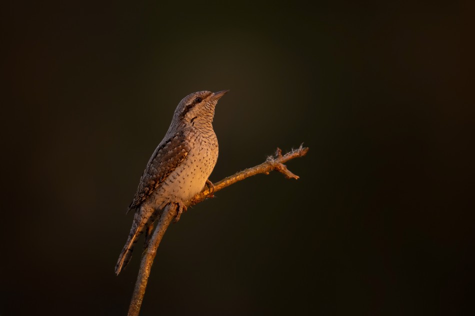 Tam, gdzie budzi się dzień. Krętogłów (Jynx torquilla). Zdjęcie 340189