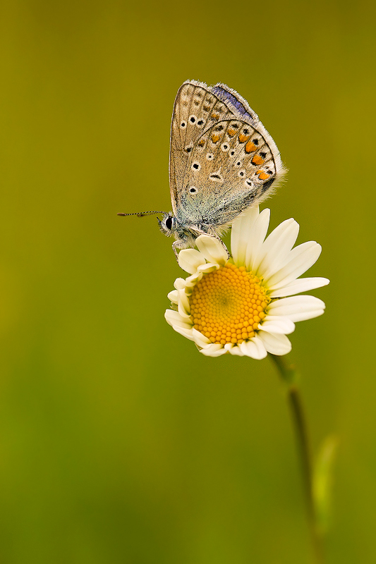 dzafoto - . . Zdjęcie 144150