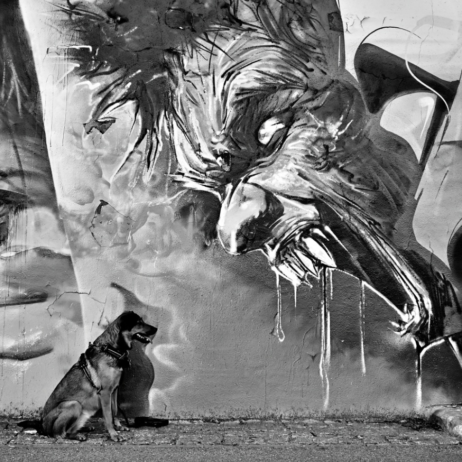 kto zeżarł kotlety...?!?.  . Zdjęcie 337189