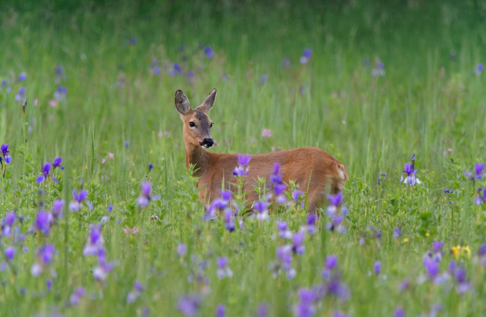 valkirja - . . Zdjęcie 289997
