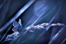 Cisza nocna