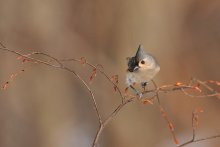 Tufted Titmouse ( Baeol...