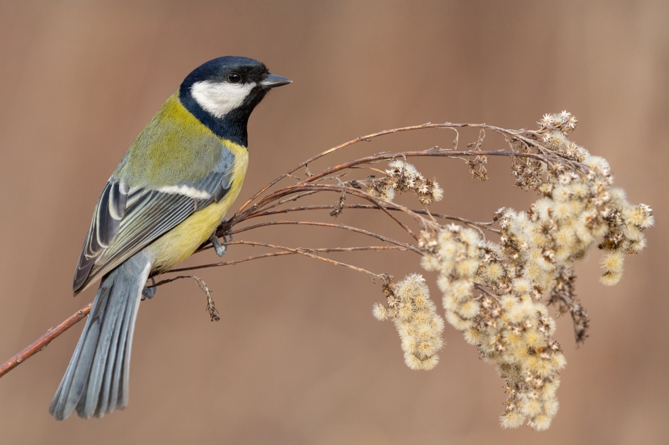 Bogatka. . Zdjęcie 336823