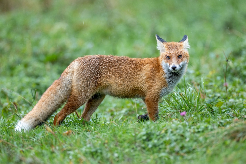 rybo_lub - Ehhhh tłusta gąska to byłoby coś..... . Zdjęcie 327275