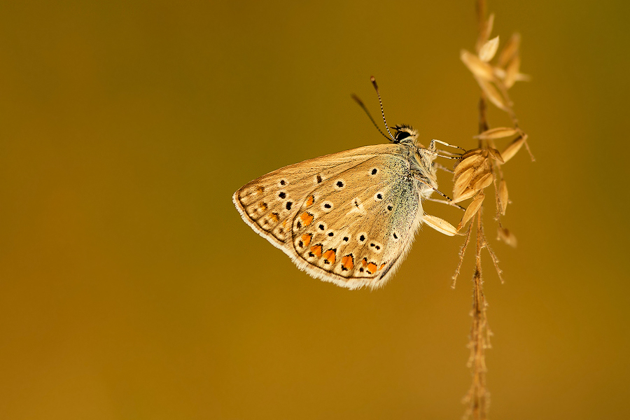 dzafoto - M.. . Zdjęcie 133058