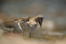 Spotted Sandpiper (acti...
