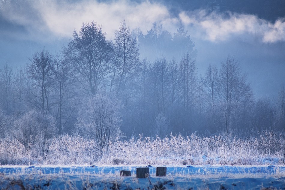 Początek mroźnego dnia. . Zdjęcie 338435
