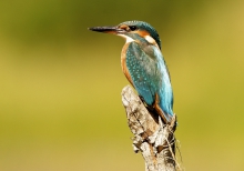 Zimek