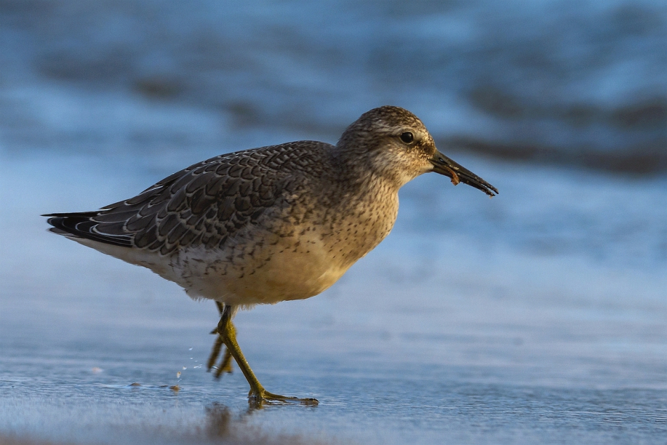 tomeq67 - Z robaczkiem.... . Zdjęcie 279050