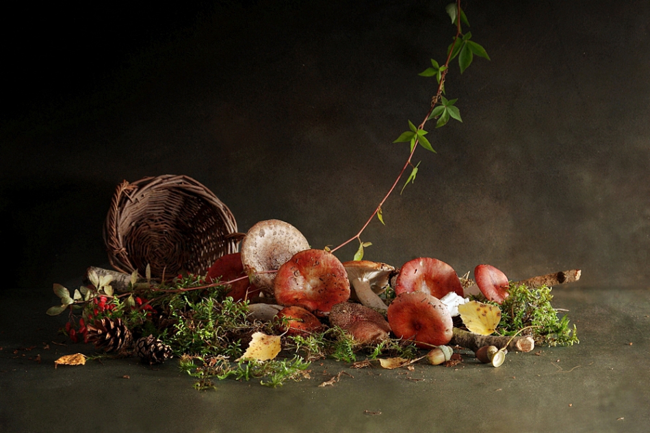 marcel - Grzybobranie. . Zdjęcie 228482