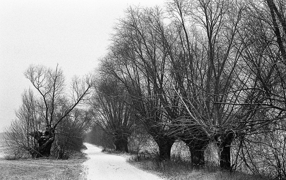 camelot - Pierwszy śnieg. Contax RX + Planar 1,7/50, film Ilford HP5 Plus 400, wołanie w Rodinalu, skanowanie własne. Zdjęcie 337860