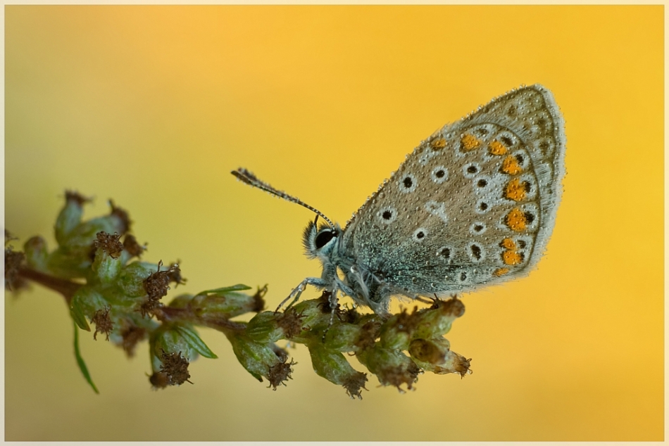 adestroyer - Jak dobrze wstać skoro świt. . Zdjęcie 103988
