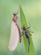 Calopteryx
