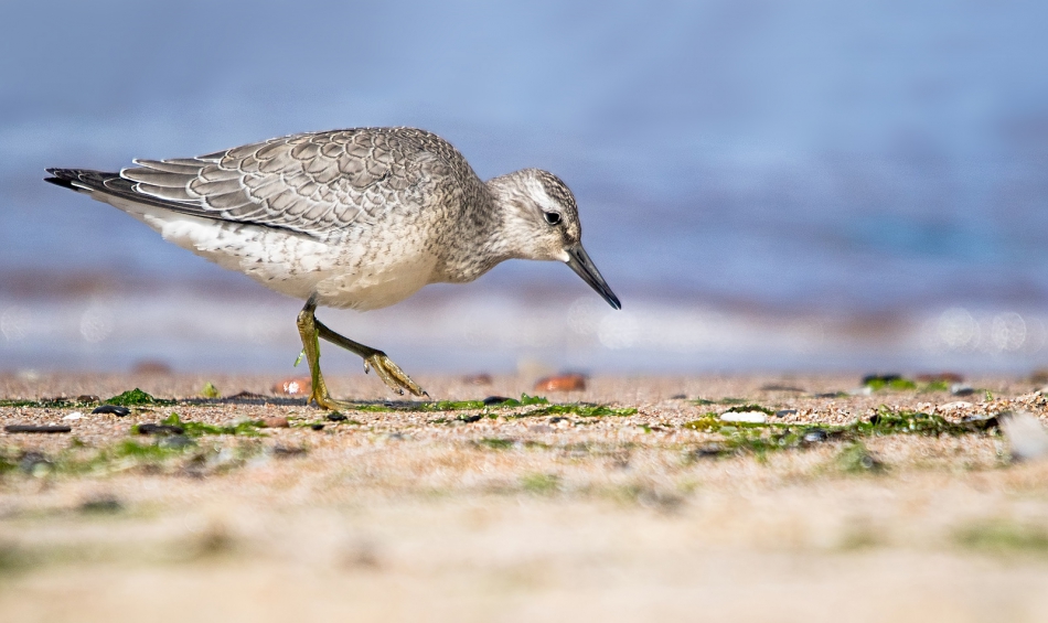 roman53 - Biegus rdzawy. . Zdjęcie 308348