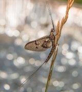 Ephemeroptera.