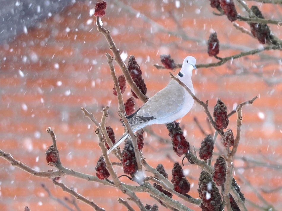 sorella - Sesja w zimowej scenerii. . Zdjęcie 338152