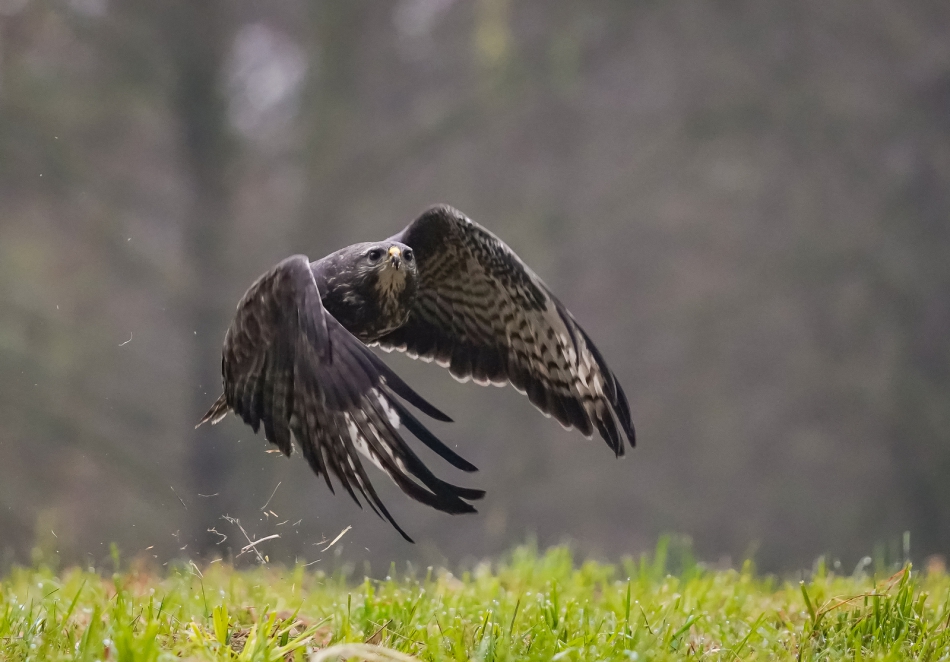 amigamedia - Lokalny drapol.  Myszołów ( Buteo buteo ) Przyroda naszego regionu - Czyżowice. Sony ILCE-9+Sony SEL200600G FE 200-600mm f/5.6-6.3 G OSS Przysłona: f/5,6; Czas ekspozycji: 1/1000 s; ISO: 4000; Ogniskowa: 300 mm.. Zdjęcie 308723