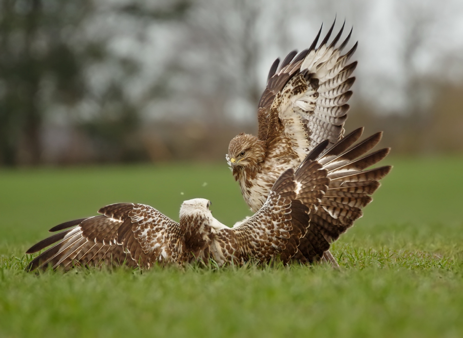 przyb - . . Zdjęcie 197081