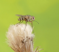 Mucha domowa (Musca dom...