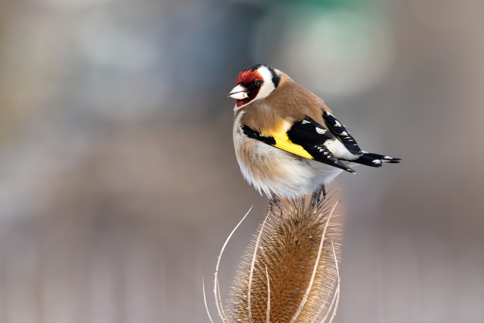 roman53 - . . Zdjęcie 289524