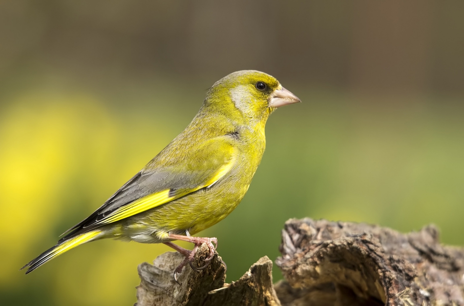 roman53 - Dzwoniec. . Zdjęcie 319451