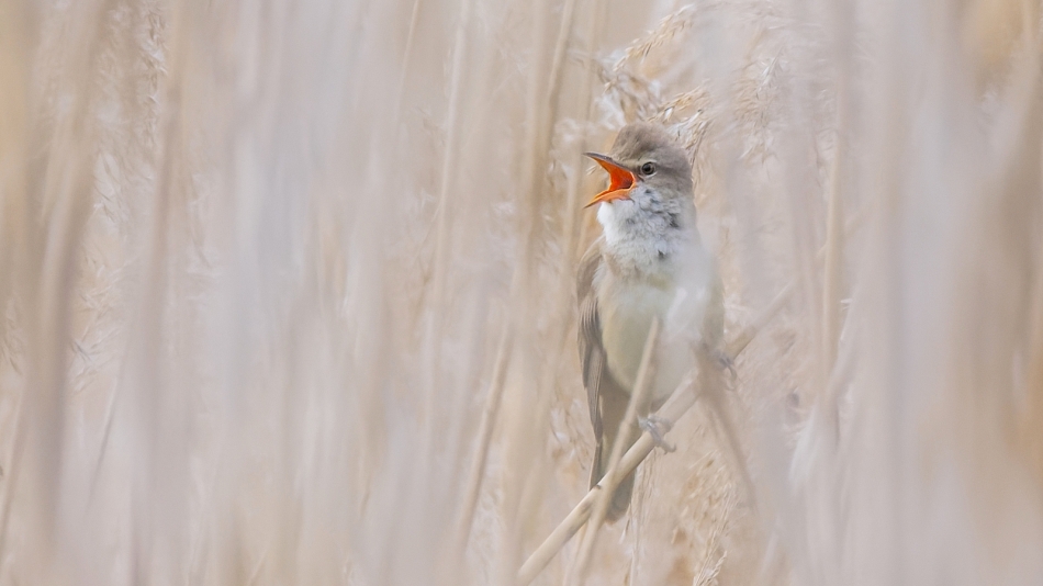 Budzik. Jeszcze przedświt pastelowy, miękkim puchem trzcin otulony, a ten już się drze. Pobudka śpiochy,wstaje nowy dzień :). Zdjęcie 336915