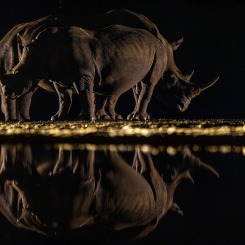 Rhinoceros