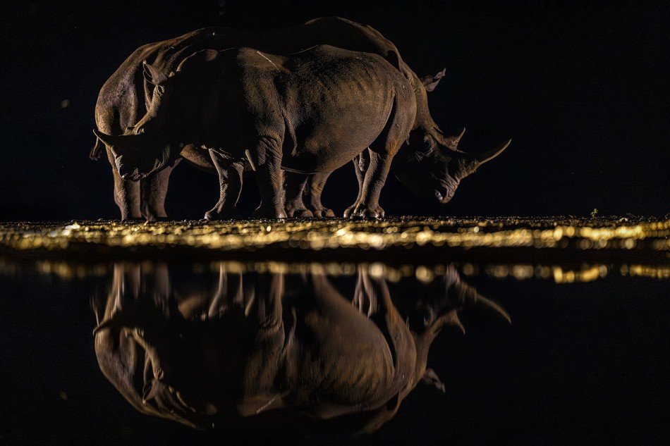 Rhinoceros. . Zdjęcie 340394