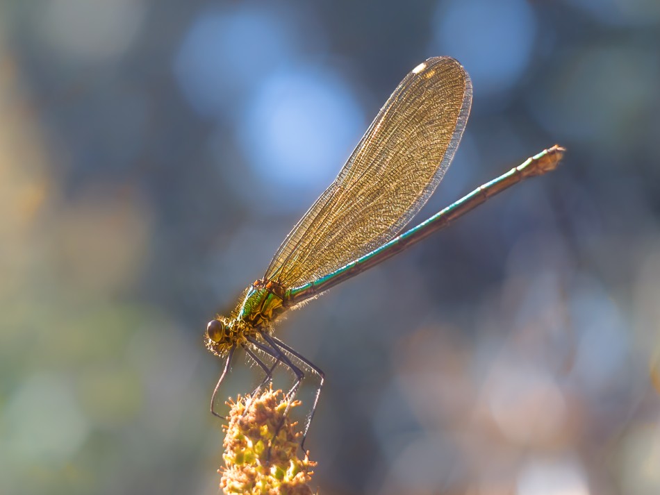 Ważka. . Zdjęcie 338855