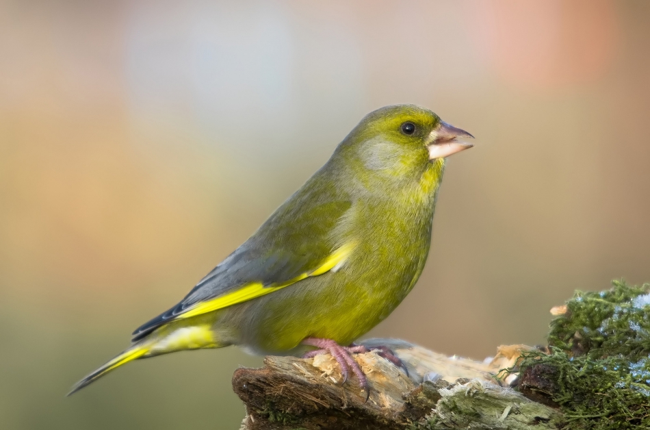 roman53 - . . Zdjęcie 296724