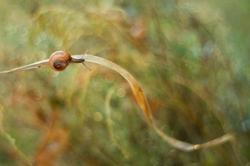 agnez - Nitki kolorowe . M42  Jest PE. Zdjęcie 162962