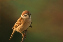 Passer montanus.