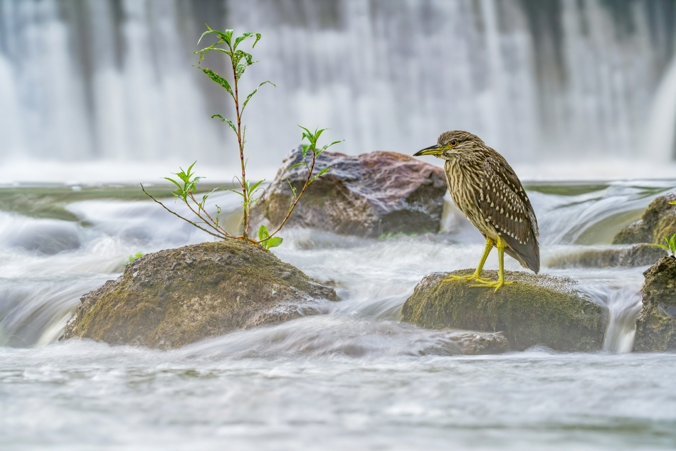 amigamedia - Obserwator rzeczny. Ślepowron (Nycticorax nycticorax) Przyroda naszego regionu - Skoczów. Sony ILCE-7M3+Sony SEL200600G FE 200-600mm f/5.6-6.3 G OSS - Przysłona: f/16,0; Czas ekspozycji: 1/2 s; ISO: 100; Ogniskowa: 600 mm.. Zdjęcie 322339