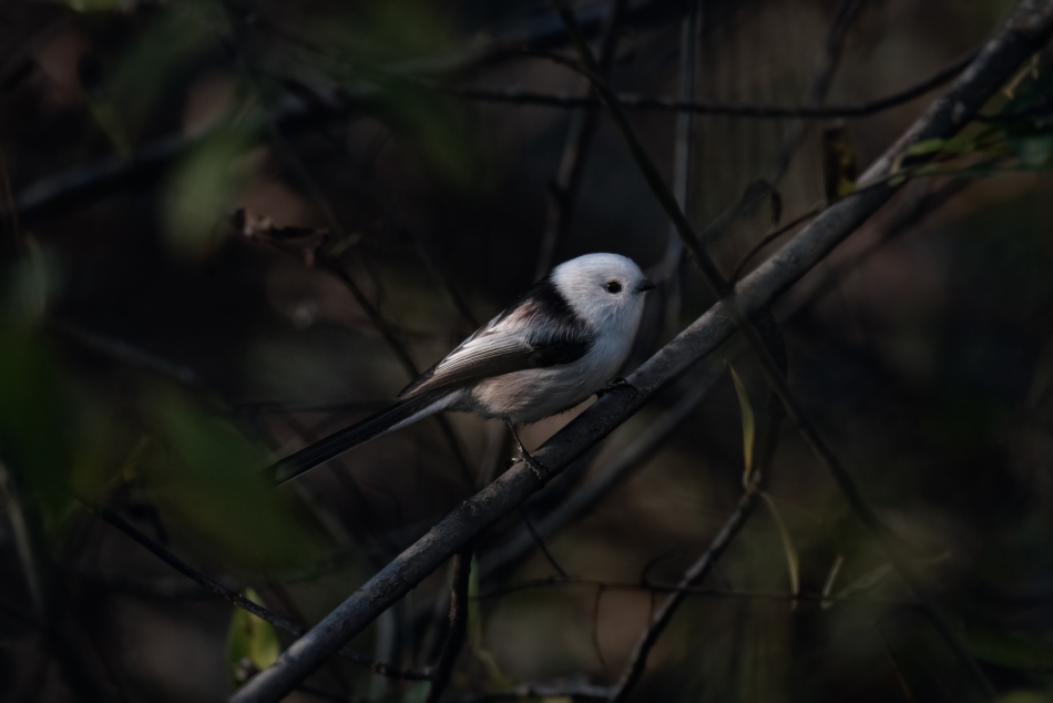 cieszka - Raniuszek. . Zdjęcie 295286