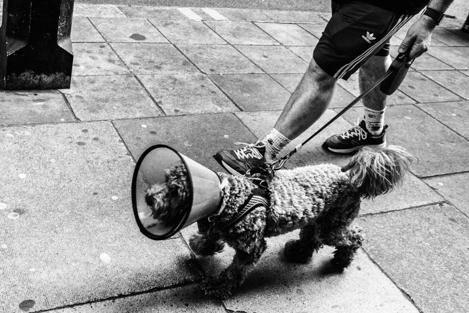 brownsville - Doggy. . Zdjęcie 333714