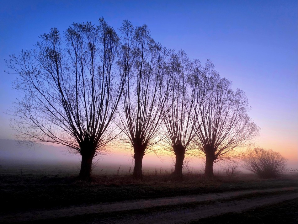 Miotły. . Zdjęcie 339765