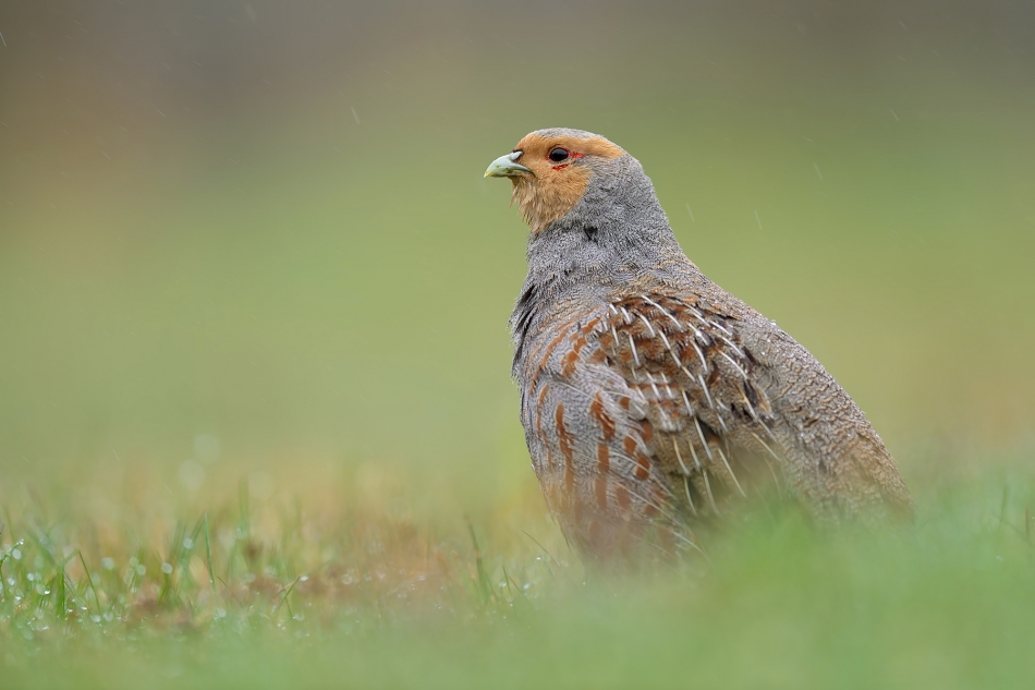 fotodam - Kurak. Kuropatwa (Perdix perdix). Zdjęcie 324500